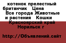 котенок прелестный британчик › Цена ­ 12 000 - Все города Животные и растения » Кошки   . Красноярский край,Норильск г.